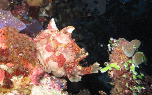 Warty Frogfish